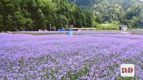 一朵朵一簇簇紫色柳葉馬鞭草盛開,向你招手,叫你快來