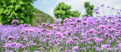 紅河石屏 春日里的紫色小浪漫