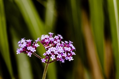邛海濕地公園的花草