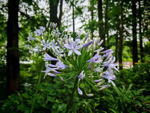 夏花燦爛 暑假去領略上海環上公園的花海秘境吧
