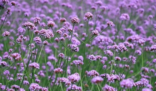 美翻了 樂山這兩處免費花海震撼怒放,賞花拍美照去