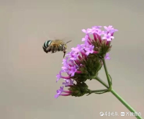 無墊蜂與柳葉馬鞭草的美好時光