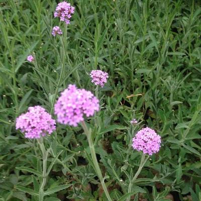 馬鞭草小苗 柳葉馬鞭草批發(fā) 供銷