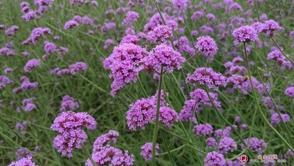 柳葉馬鞭草種子_草坪種子_園林產(chǎn)品報價-苗木花卉-園林園藝-資材報價-企業(yè)產(chǎn)品庫-必全-必全在線