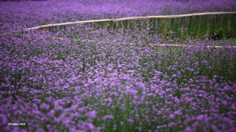 紫色花海 世紀公園柳葉馬鞭草進入最佳觀賞期