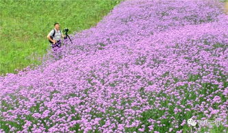 三明市郊這片紫色馬鞭草已花開成海,美爆了