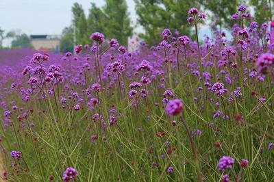 端午成都又要火了!全國最大的熏衣草花海,被紫色海洋美醉!