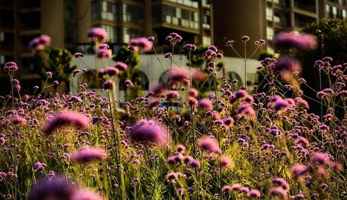 花兒朵朵映寶慶,魅力邵陽如詩畫,賞花觀景休閑的好去處