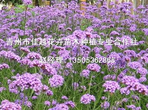 柳葉馬鞭草基地 實惠的柳葉馬鞭草價格