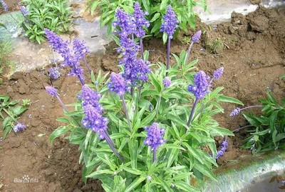 【園林綠化供應 普羅旺斯花卉苗木供應柳葉馬鞭草】價格_廠家_圖片 -