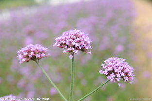 請問這種紫色的花叫什么名字