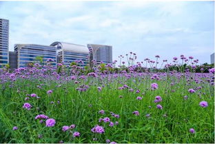 美翻了,家門口的普羅旺斯 這種紫色花海,現在正盛開