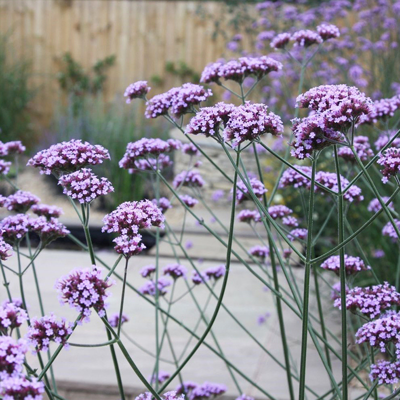 柳葉馬鞭草種子多年生宿根草花種子景觀綠化花海婚紗攝影觀花種子