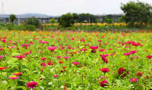 靚爆 東莞這兩個地方要火了 曬到變 黑炭 都想去...