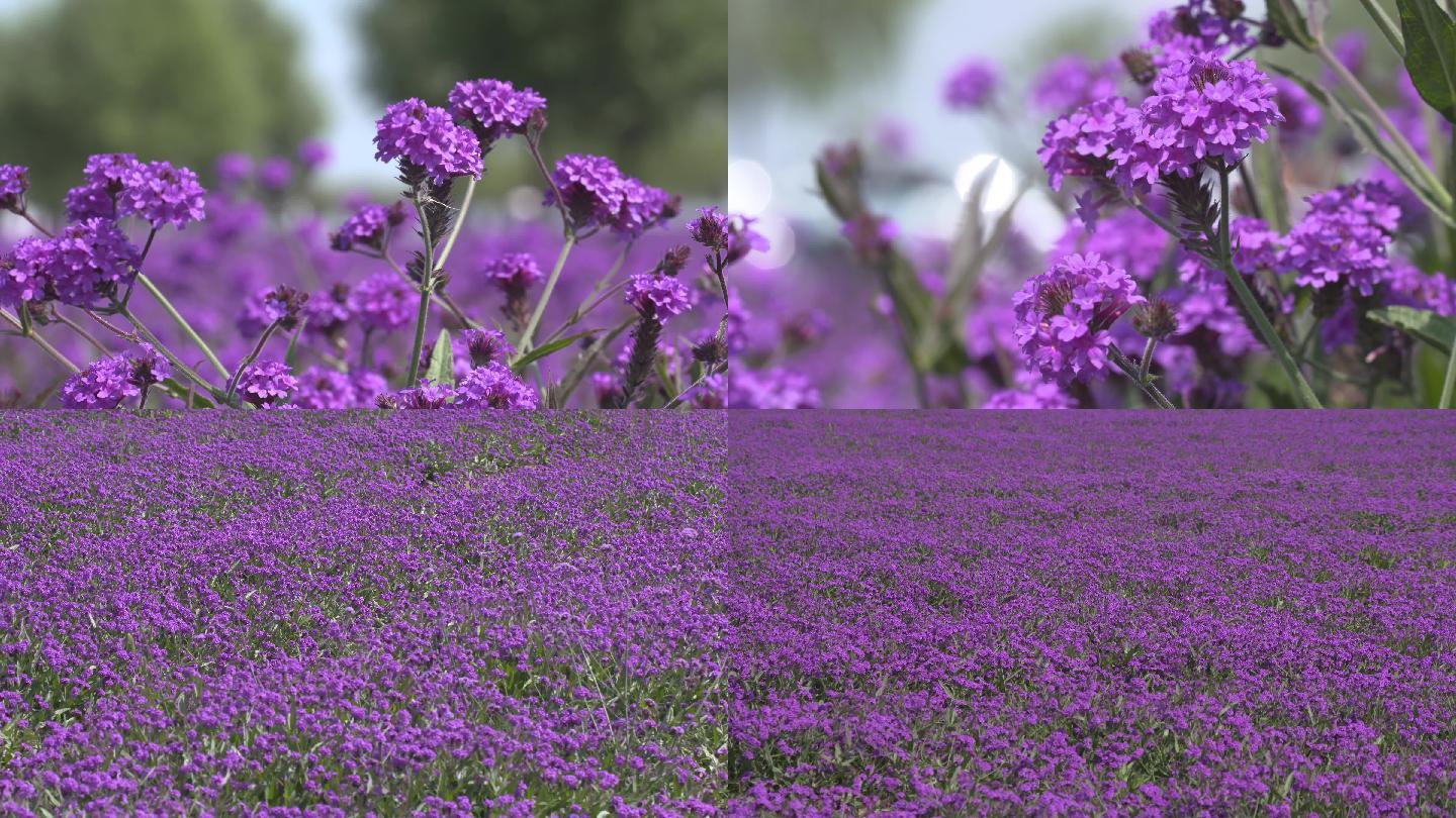 紫花柳葉馬鞭草