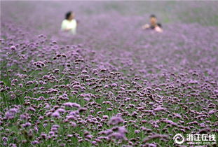 杭州 馬鞭草 那一片紫色的花海