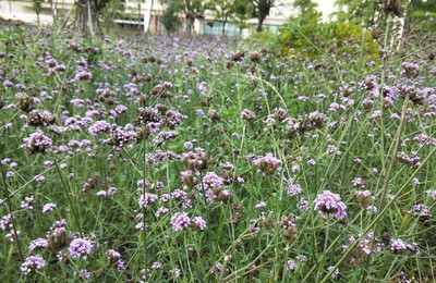 柳葉馬鞭草,盛夏最后的浪漫
