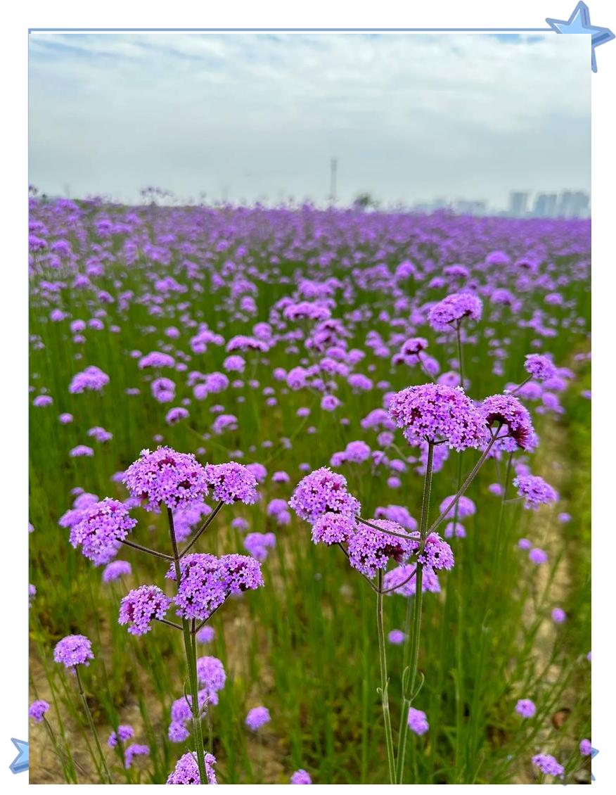柳葉馬鞭草:宿根花卉中的顏值擔當 美遇花園農場常客