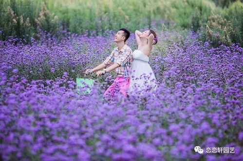 全國最大柳葉馬鞭草苗生產商 戀戀軒年產3000萬