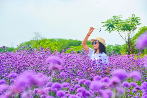 靚爆了 佛山近7萬㎡花海浪漫上線