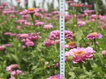 圖 波斯菊百日草二月蘭柳葉馬鞭草金雞菊野花組合花種子 深圳鮮花綠植