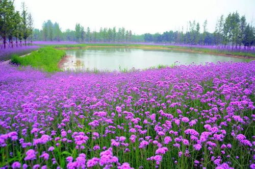 最美柳葉馬鞭草 我的生命不過是溫柔的瘋狂,眼里一片海,我卻不肯藍(lán)