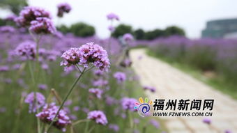 福州花海公園馬鞭草盛開正艷 紫色花田成浪漫海洋