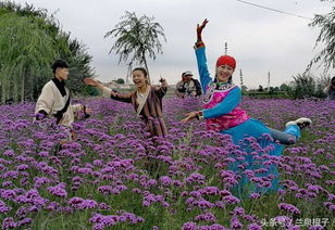 蘭州花語(yǔ)小鎮(zhèn)初秋盛開的柳葉馬鞭草吸引不少市民觀賞拍照