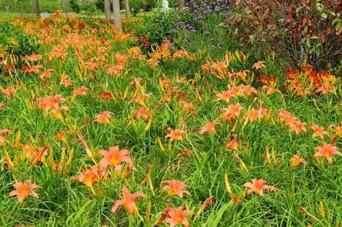 7月的河南將成為全國(guó)最好玩的地方