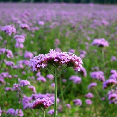 景觀花海 柳葉馬鞭草 花海花卉馬鞭草哪里賣