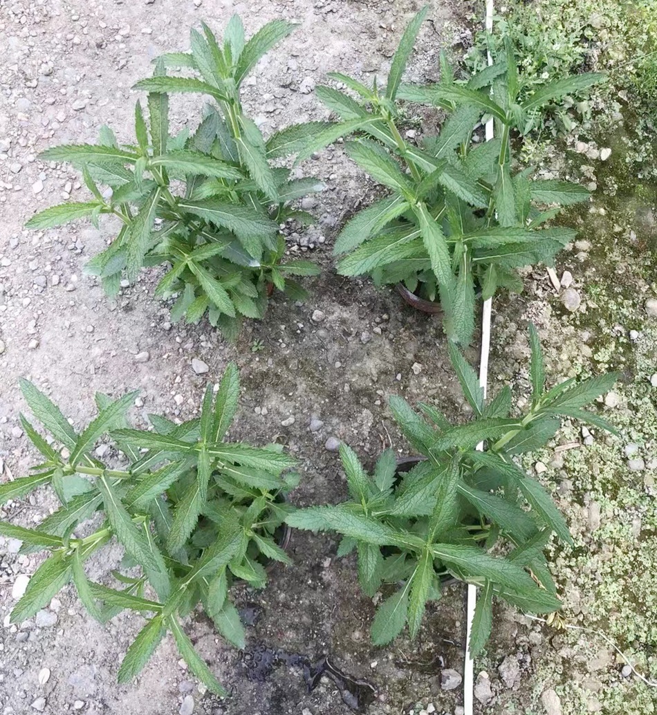 柳葉馬鞭草盆栽 鐵馬鞭 蜻蜓草 燕尾草 園林綠化苗木 地被植物