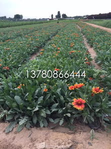 【馬鞭草花海設(shè)計(jì)】-