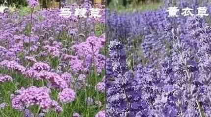 不收費(fèi)!地鐵公交就能到!這個(gè)6月,寧波的花海美爆了!