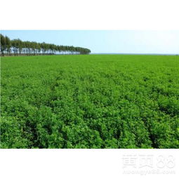 【晉城哪家比較好柳葉馬鞭草花海種子】- 