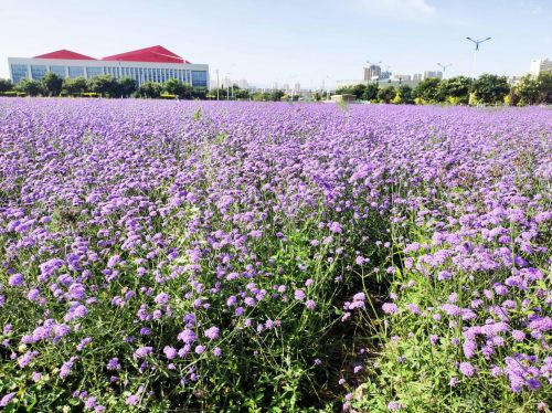 老爸體驗(yàn)我的宋pro,試完后真香了