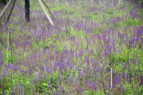 北海市區(qū)驚現(xiàn)一個(gè)超美超大的花海公園,竟沒有多少人去過