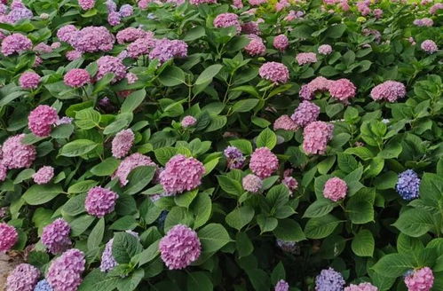 暑假,一起去環(huán)上公園邂逅花海秘境