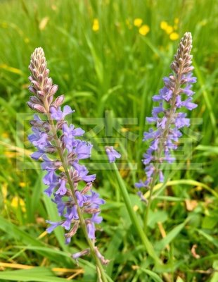 "柳葉馬鞭草平面素材"搜索結(jié)果