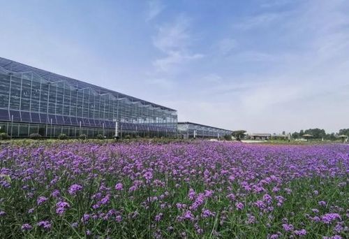 不必去普羅旺斯,銅山也有一片紫色花海