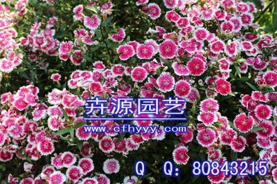 柳葉馬鞭草種子公司,報(bào)價(jià)