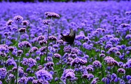 10月14日孝感金卉莊園一日游138元 人