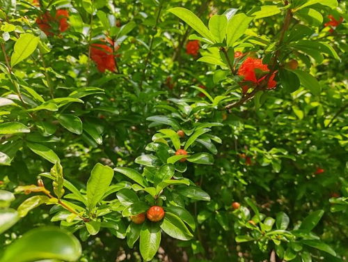 長寧這些地方藏有這么多的 初夏芬芳