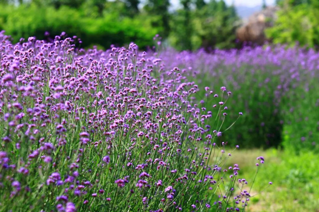 【探索】一起探秘滬上的紫色花海!熏衣草or馬鞭草你能分清嗎?