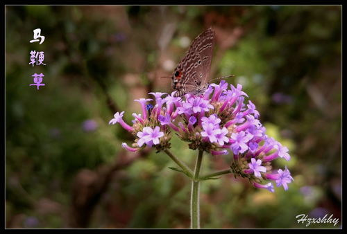 柳葉馬鞭草 2024224