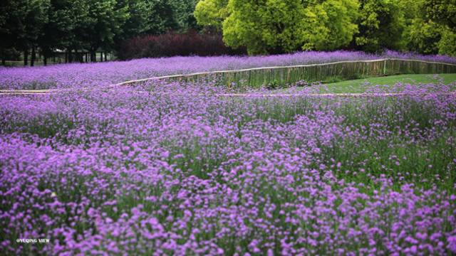 5000平方米柳葉馬鞭草傲然盛開 世紀公園喜現紫色花海_旅游_網