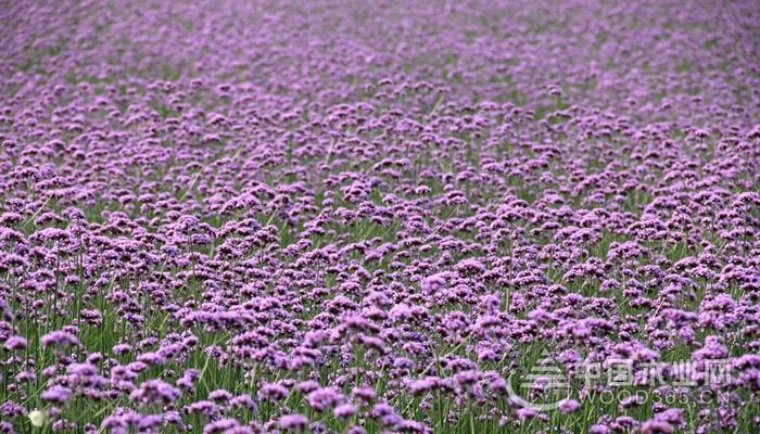 關于柳葉馬鞭草的資料|柳葉馬鞭草圖片大全