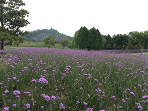 上海辰山植物園