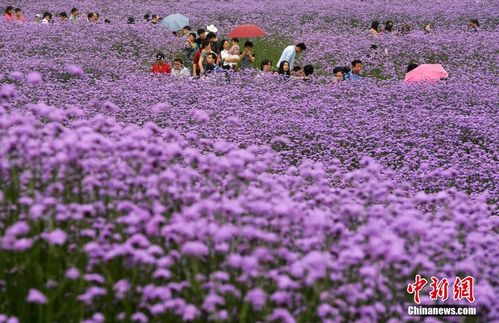 紫色花海 福州柳葉馬鞭草盛開花色醉人