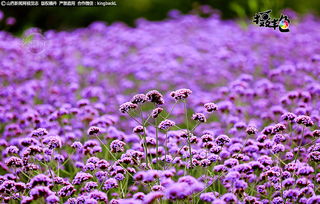 攝艷丨柳葉馬鞭草盛開 美若紫色夢幻海洋