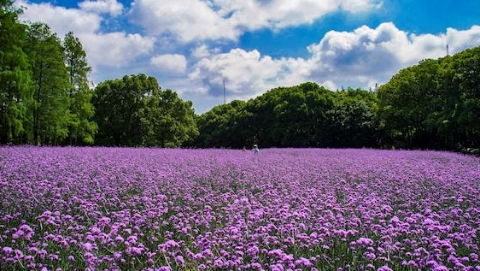 新民頭條 新 為民分憂 與民同樂